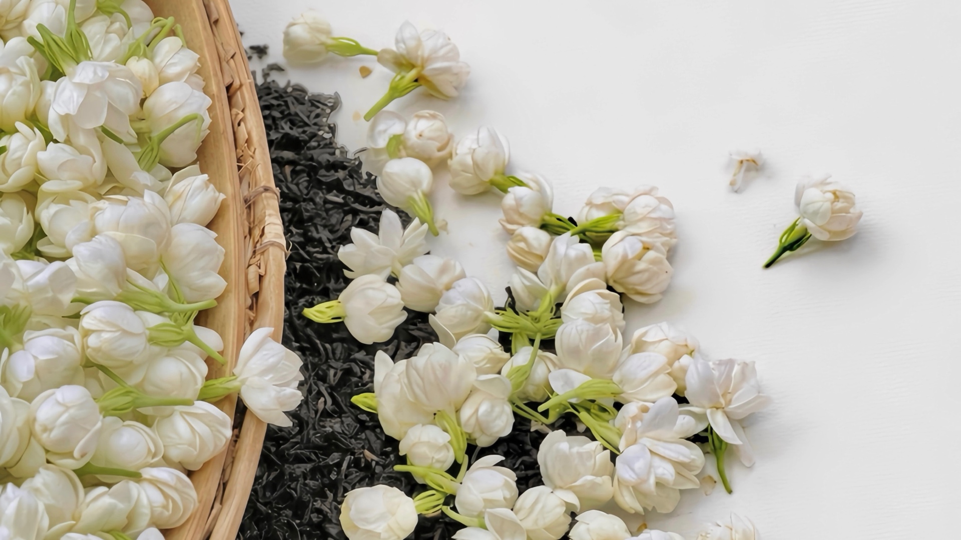 Rosée de Jasmin